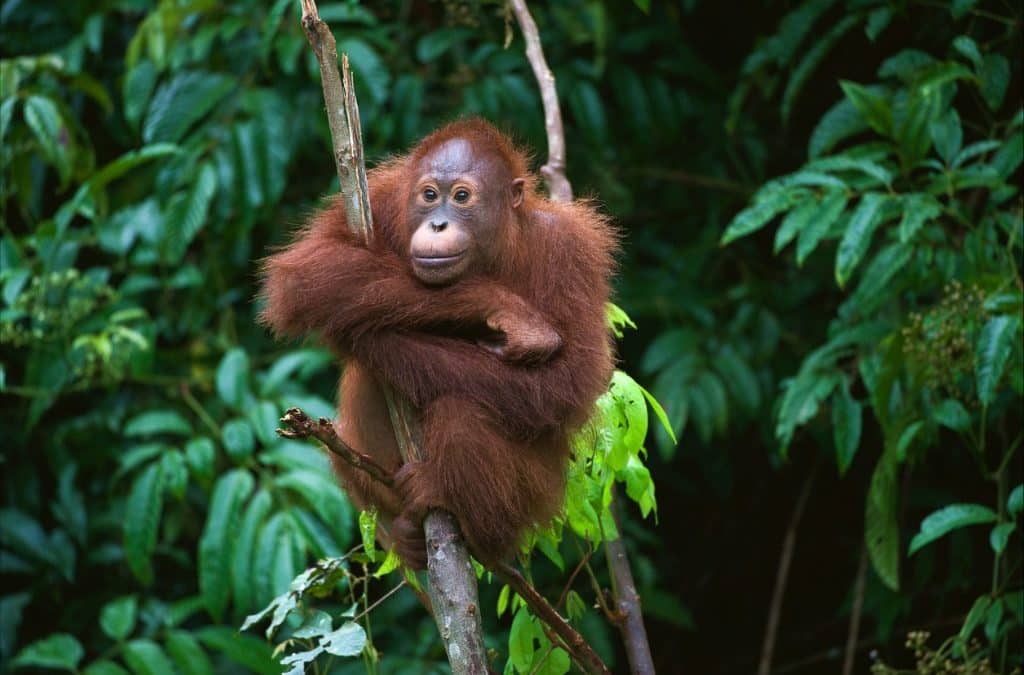 orangutan-hanging-onto-tree-branch